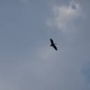 Čáp černý (<i>Ciconia nigra</i>), PP Černíč, 8.8.2015, foto Vojtěch Kodet
