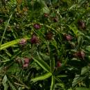 Mochna bahenní (<i>Potentilla palustris</i>), Pod Čertovým kamenem, 9.7.2010, foto Vojtěch Kodet