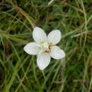 Tolije bahenní (<i>Parnassia palustris</i>), PR Rašeliniště Loučky, 28.8.2013, foto Vojtěch Kodet