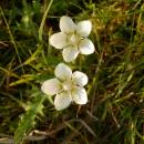 Tolije bahenní (<i>Parnassia palustris</i>), PR Chvojnov, 18.8.2013, foto Vojtěch Kodet