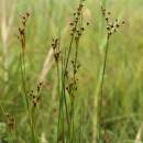 Sítina alpská (<i>Juncus alpinoarticulatus</i>), PR Chvojnov [HB], 6.7.2016, foto Libor Ekrt