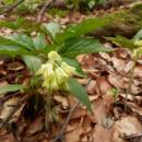 Kyčelnice devítilistá (<i>Dentaria enneaphyllos</i>), NPR Velký Špičák, 17.4.2015, foto Vojtěch Kodet