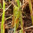 Saranče mokřadní (<i>Stethophyma grossum</i>), PR Rašeliniště Loučky, 12.8.2014, foto Vojtěch Kodet