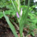 Okrotice červená (<i>Cephalanthera rubra</i>), PP U Hamrů, Nad štolami [ZR], 5.6.2010, foto Luděk Čech