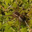 Lovčík vodní (<i>Dolomedes fimbriatus</i>)