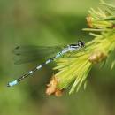 Šidélko kopovité (<i>Coenagrion hastulatum</i>)