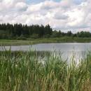 Olešský rybník, 7.7.2009, foto Vojtěch Kodet