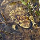 Ropucha obecná (<i>Bufo bufo</i>), mokřady Pod Chvojnovem, 5.4.2016, foto Vojtěch Kodet