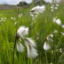Suchopýr úzkolistý (<i>Eriophorum angustifolium</i>), Veselík, 27.5.2005, foto Vojtěch Kodet