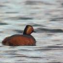 Potápka černokrká (<i>Podiceps nigricollis</i>), ryb. Parný Mlýn, 19.7.2016, foto Vojtěch Kodet
