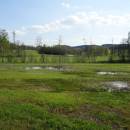 Mokřady Pod Chvojnovem, 6.5.2016, foto Vojtěch Kodet