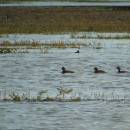 Potápka černokrká (<i>Podiceps nigricollis</i>), ryb. Parný Mlýn, 19.7.2016, foto Vojtěch Kodet