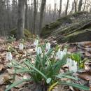 Sněženka podsněžník (<i>Galanthus nivalis</i>), NPR Velký Špičák, 24.3.2012, foto Vojtěch Kodet