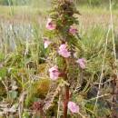 Všivec bahenní (<i>Pedicularis palustris</i>), PR Chvojnov, 19.5.2014, foto Vojtěch Kodet
