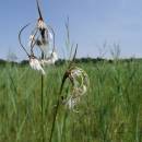 Suchopýr širolistý (<i>Eriophorum latifolium</i>), PR Chvojnov, 18.7.2015, foto Vojtěch Kodet