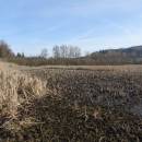 Olešský rybník, 31.3.2017, foto Vojtěch Kodet