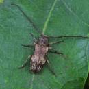 Kozlíček <i>Exocentrus adspersus</i>, Mohelno, foto Václav Křivan