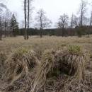 Ostřice odchylná (<i>Carex appropinquata</i>), PP Na Podlesích, 20.2.2016, foto Vojtěch Kodet