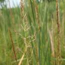 Třtina přehlížená (<i>Calamagrostis stricta</i>), PR V Lisovech [JI], 23.6.2008, foto Libor Ekrt