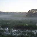 Bělokamenský mokřad, 14.6.2004, foto Vojtěch Kodet